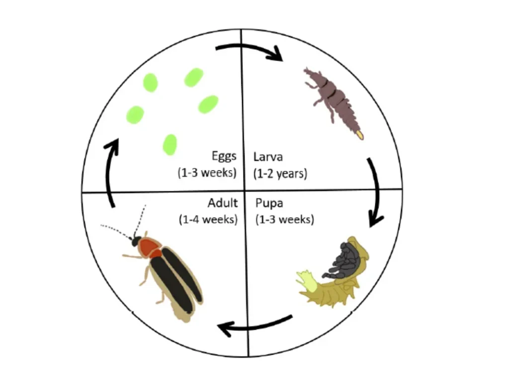 Life Cycle Lightning Bug