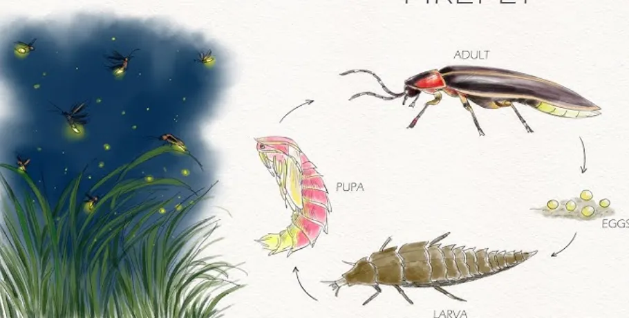 Life Cycle Lightning Bug