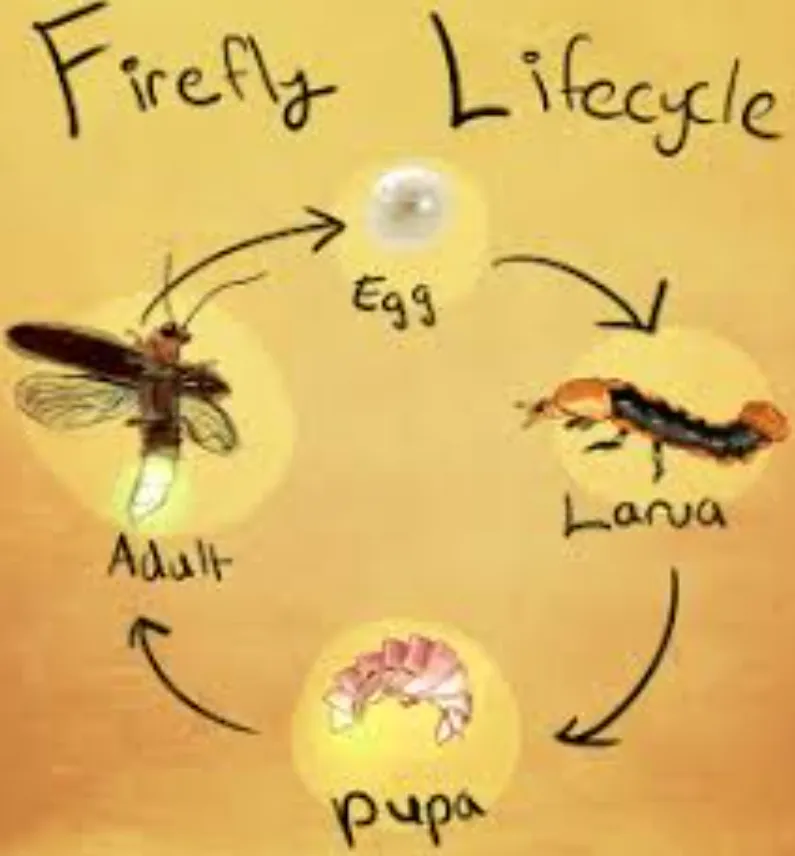 Life Cycle Lightning Bug