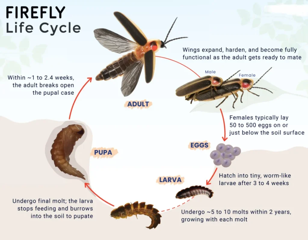 Life Cycle Lightning Bug