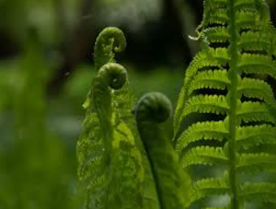 Life Cycle in Ferns