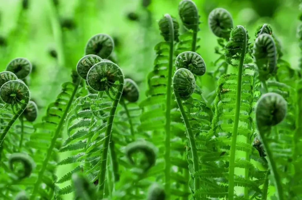 Life Cycle in Ferns