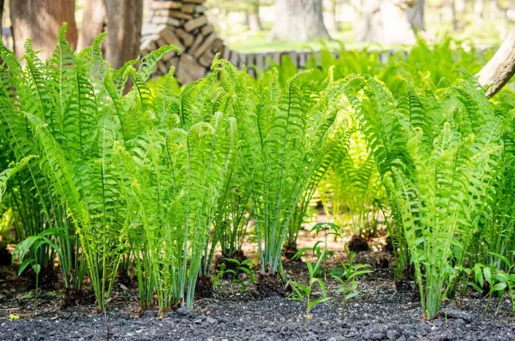 Life Cycle in Ferns