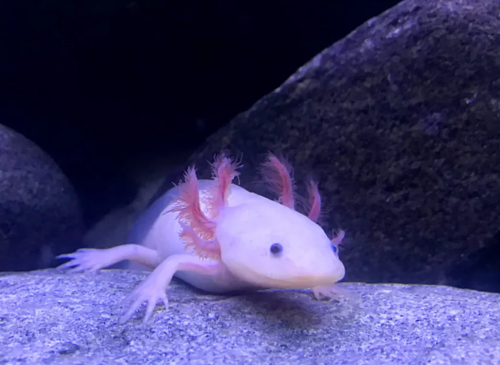 Life Cycle of Axolotls