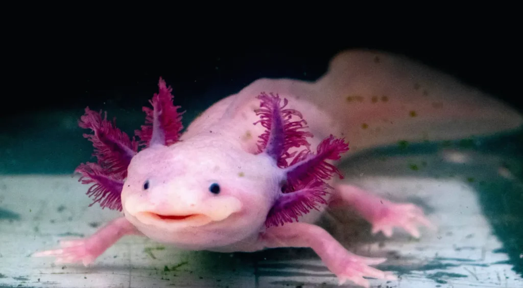 Life Cycle of Axolotls