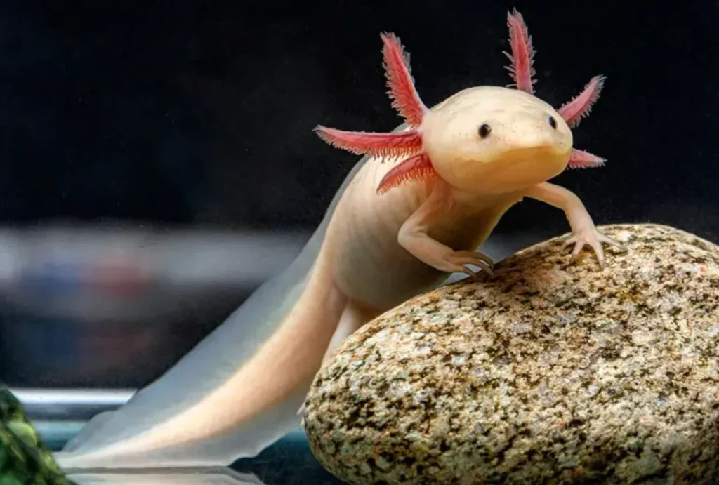 Life Cycle of Axolotls