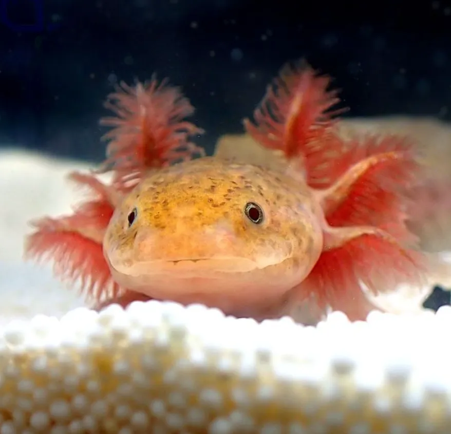 The Fascinating Life Cycle of Axolotls: A Deep Dive into Their Unique Journey