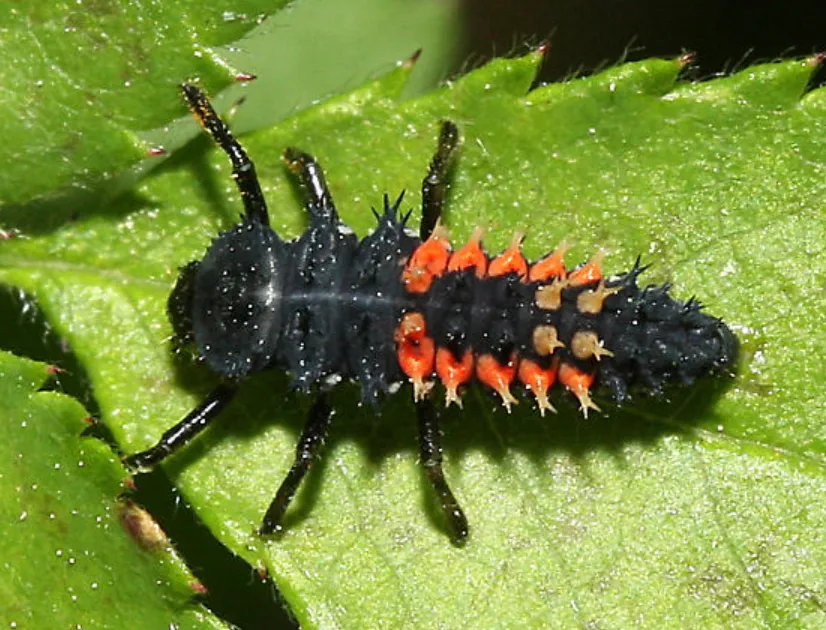 Life Cycle of Ladybeetles