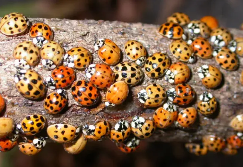 Life Cycle of Ladybeetles