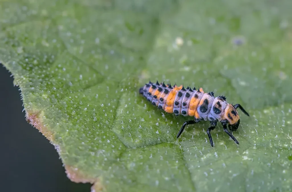 Life Cycle of Ladybeetles