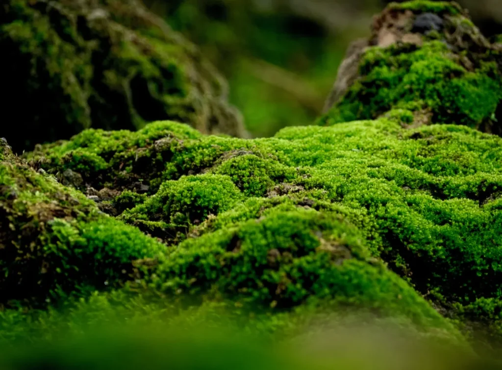 Life Cycle of Moss