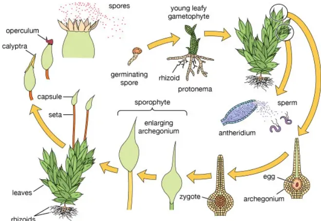Life Cycle of Moss