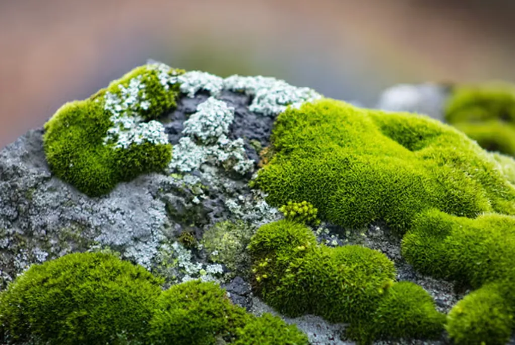 Life Cycle of Moss