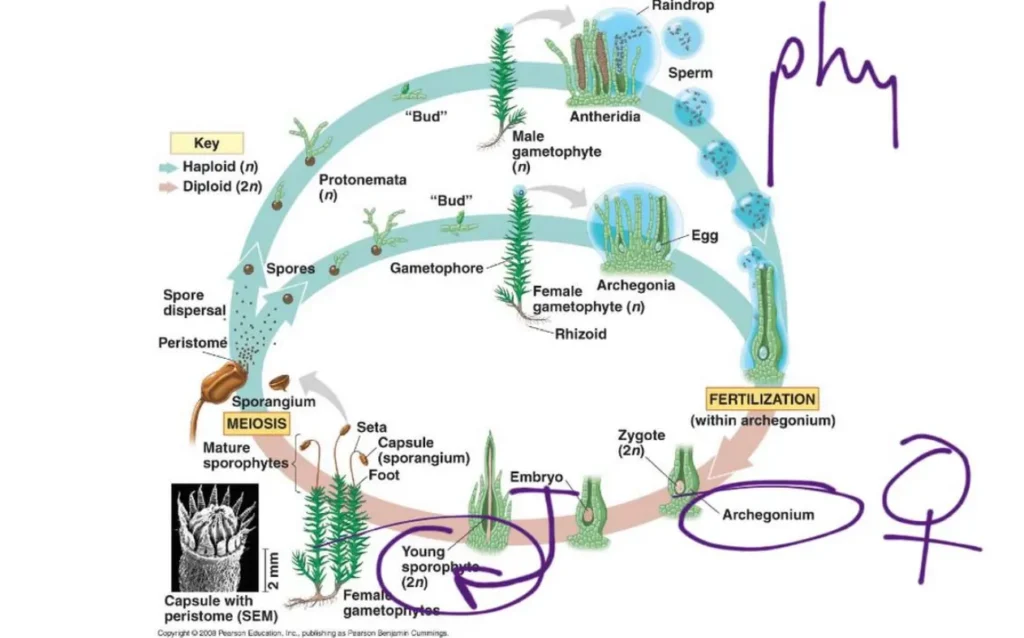 Life Cycle of Moss