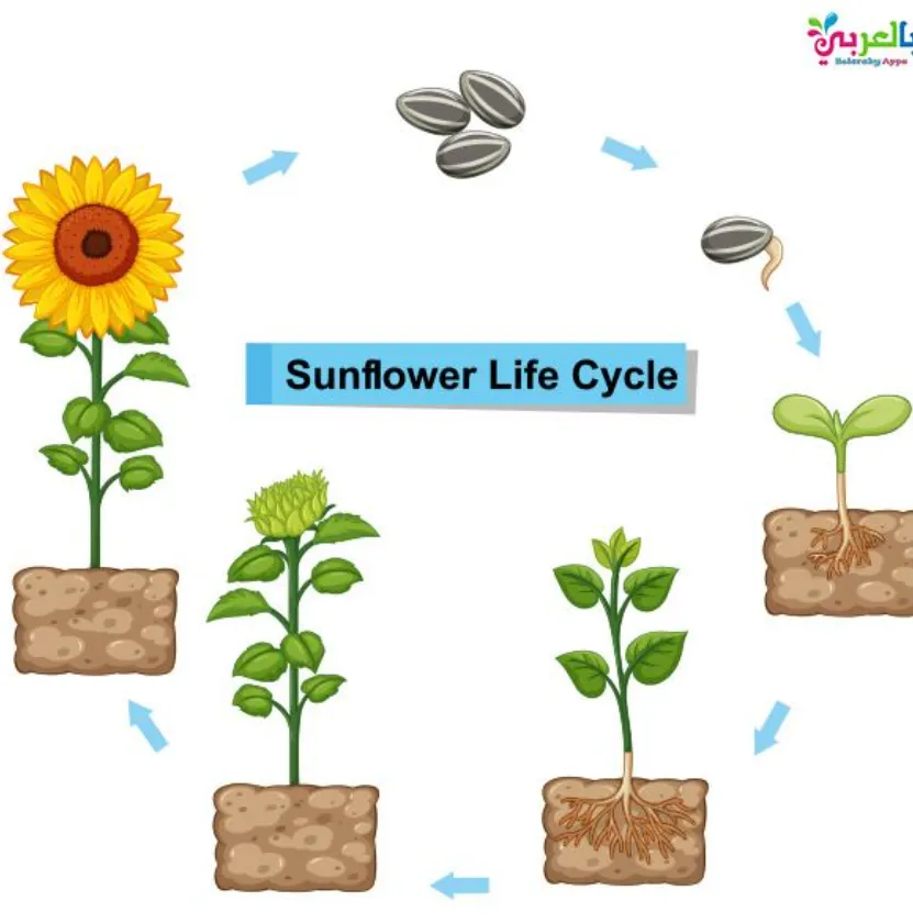 Life Cycle of Plants