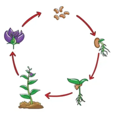 Life Cycle of Plants