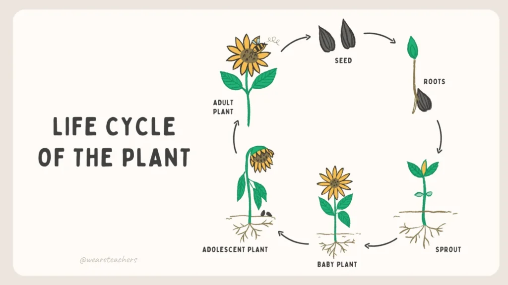 Life Cycle of Plants
