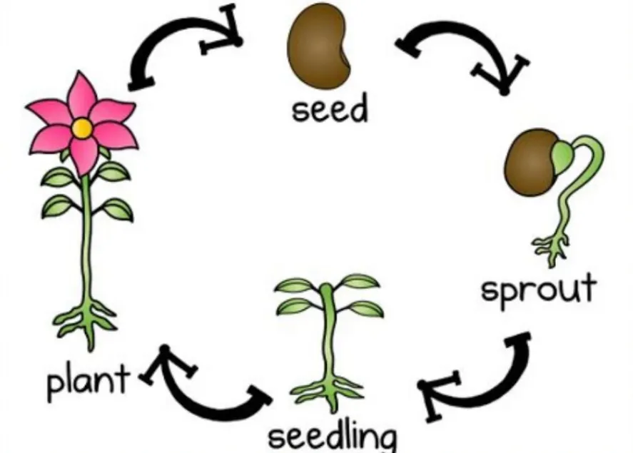 Understanding the Life Cycle of Plants: From Seed to Maturity