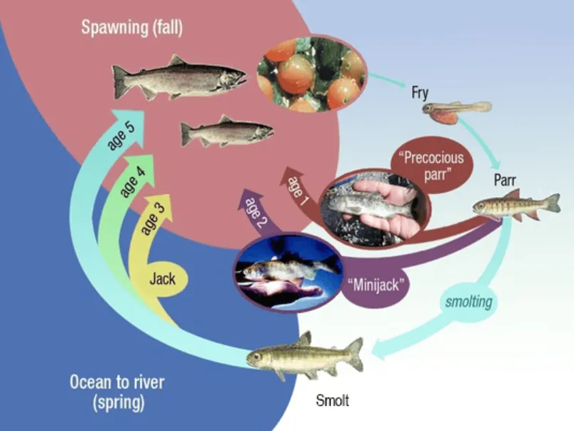 Life Cycle of Salmon
