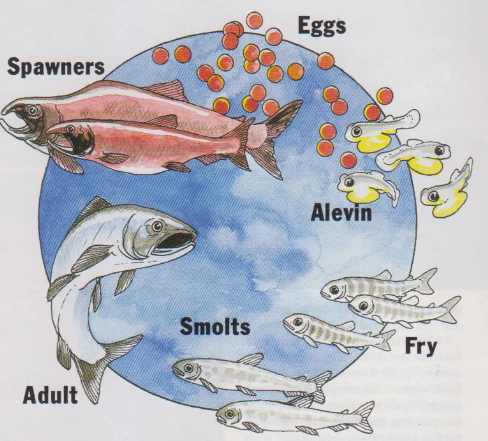 The Complete Life Cycle of Salmon: From Birth to Ocean Migration Explained