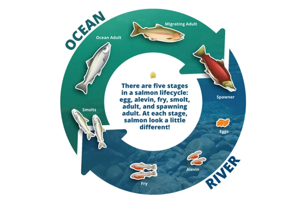 Life Cycle of Salmon