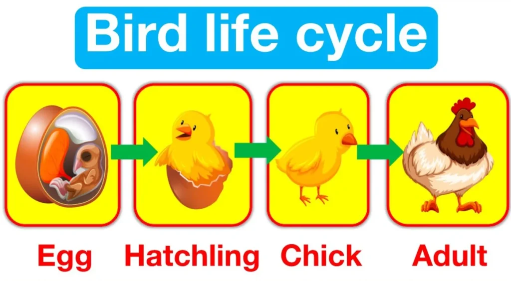 Life Cycle of a Bird
