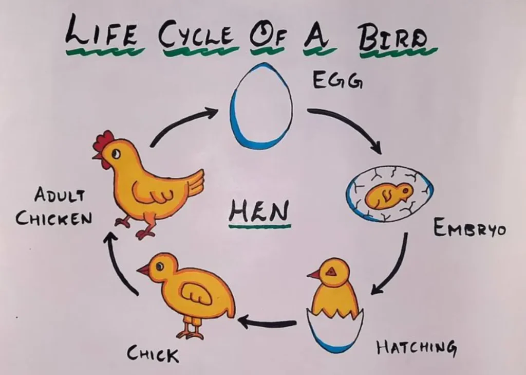Life Cycle of a Bird