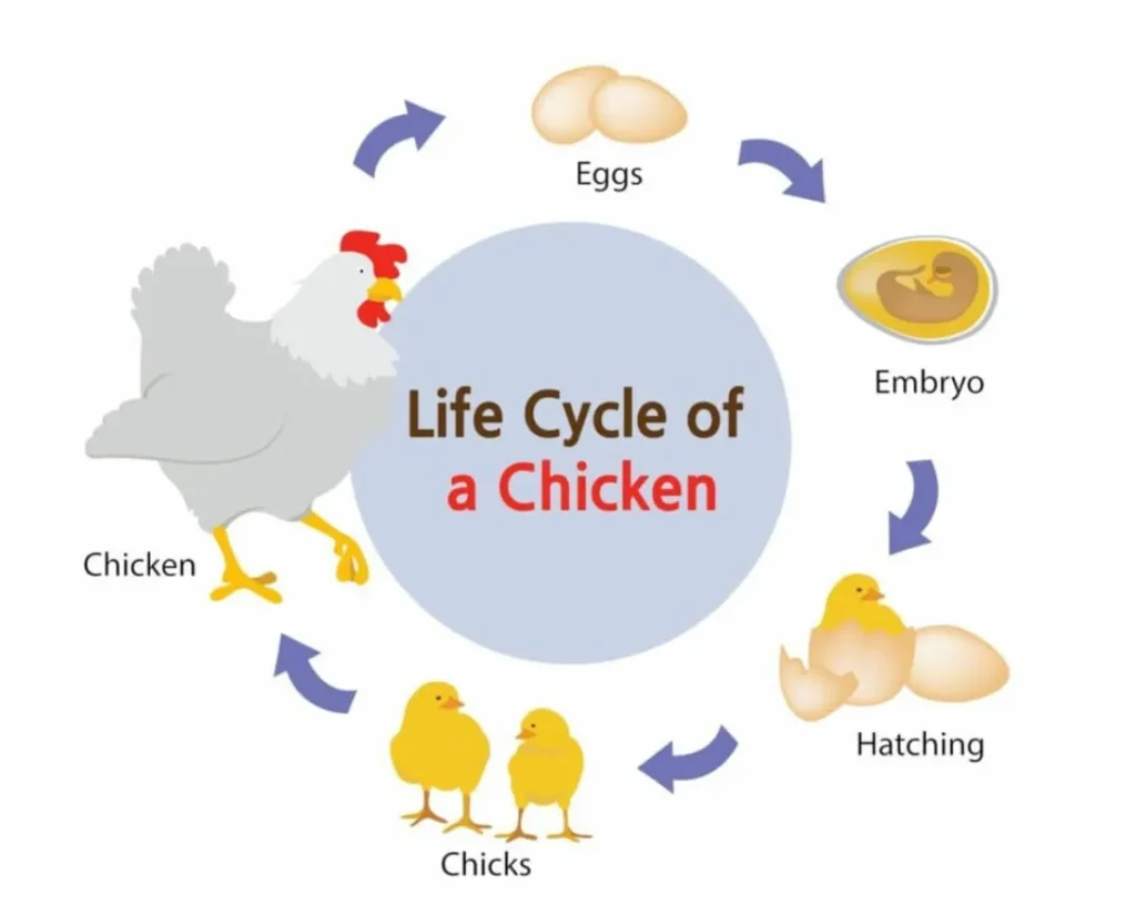 Life Cycle of a Bird