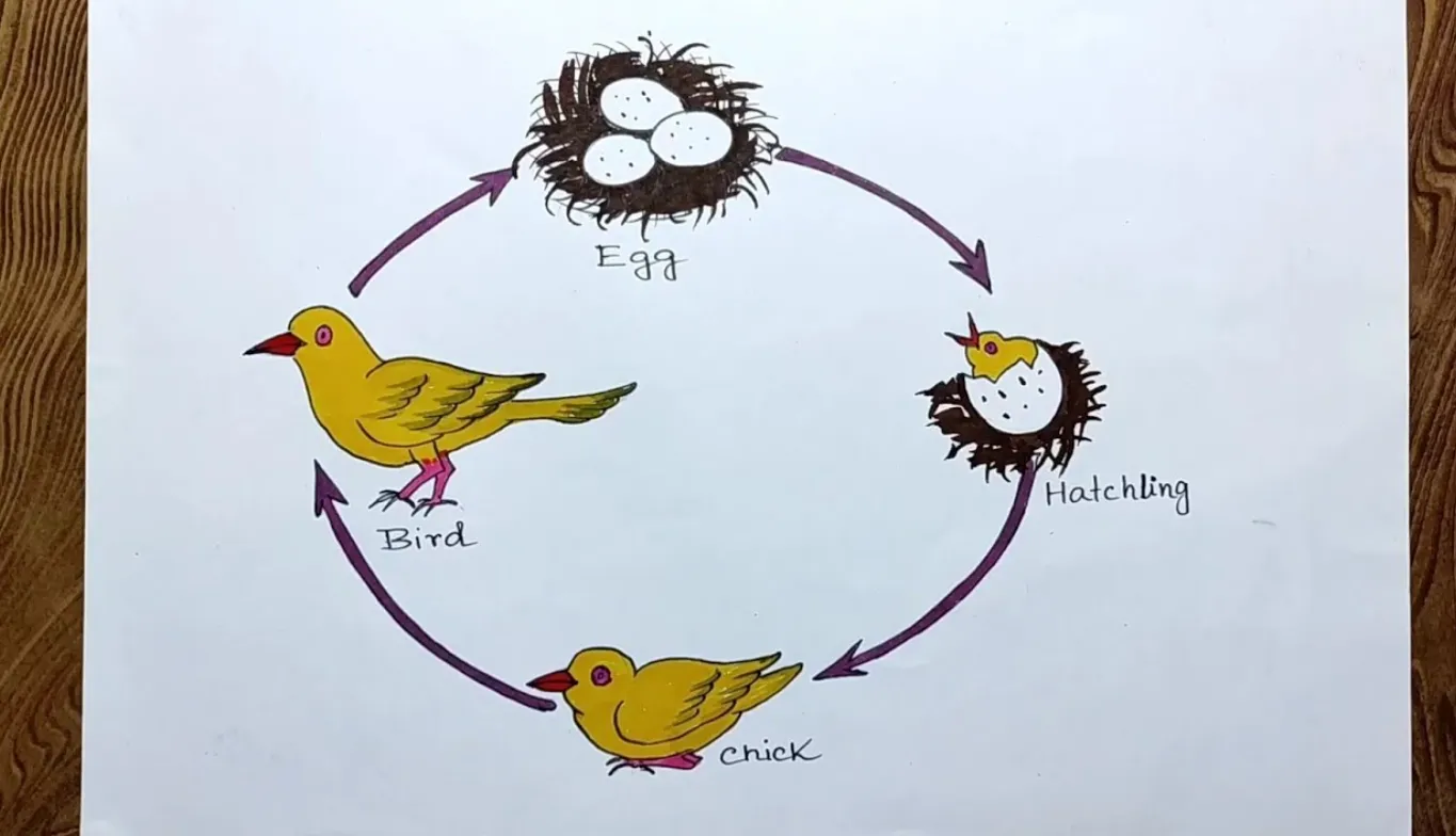 Life Cycle of a Bird