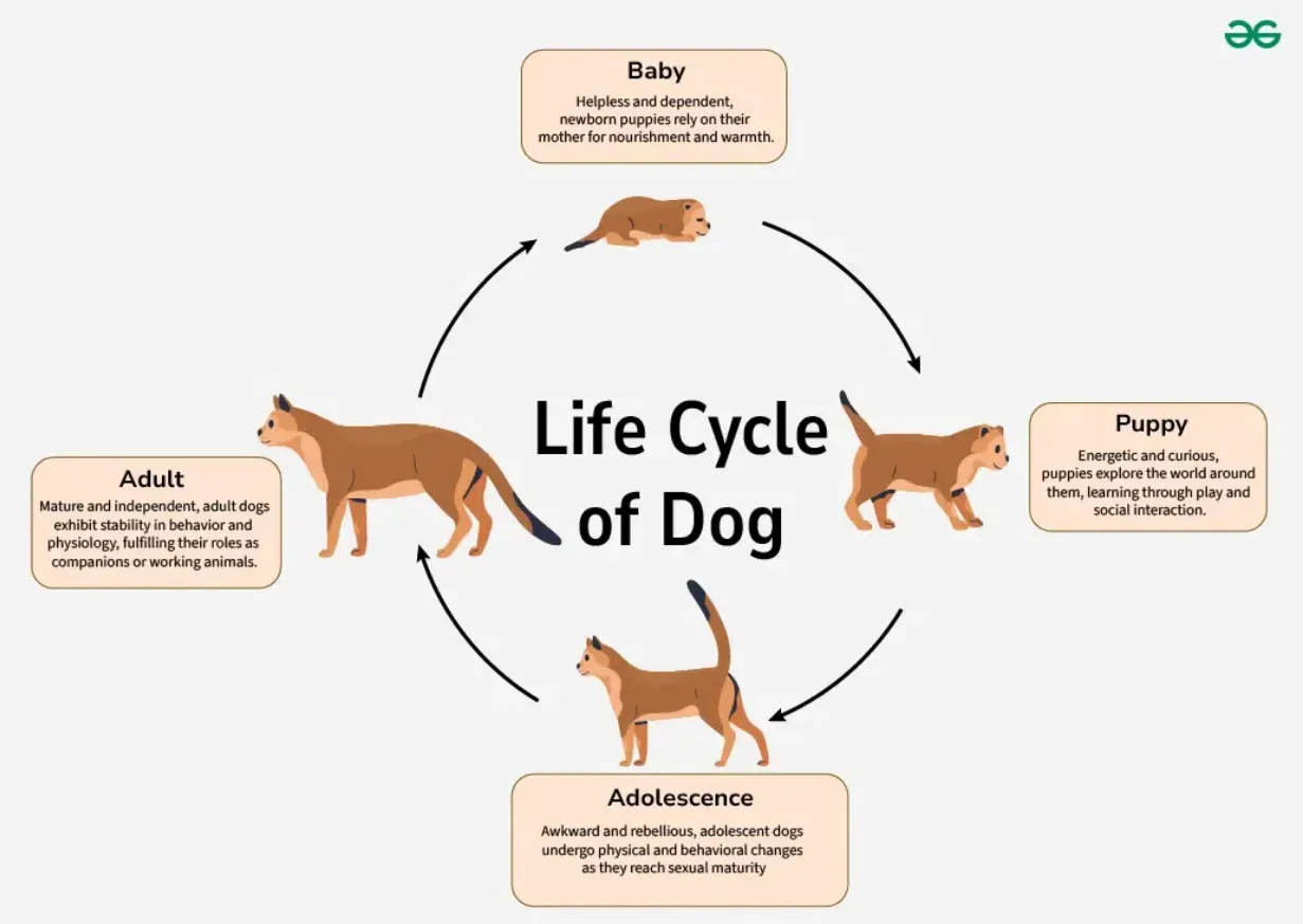 Life Cycle of a Dog