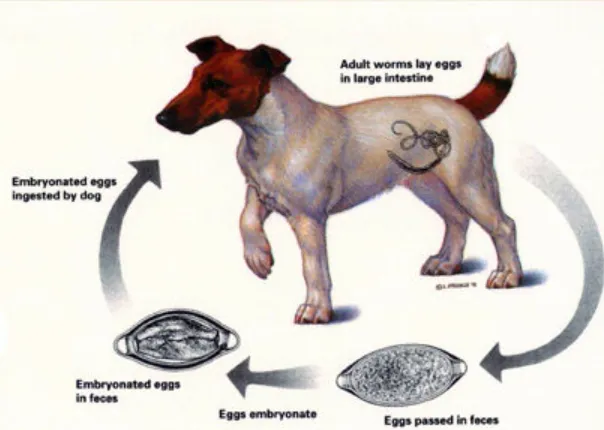 Life Cycle of a Dog