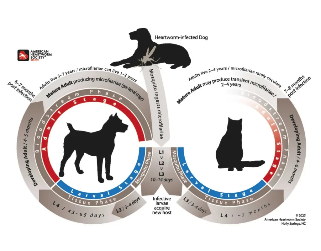 Life Cycle of a Dog
