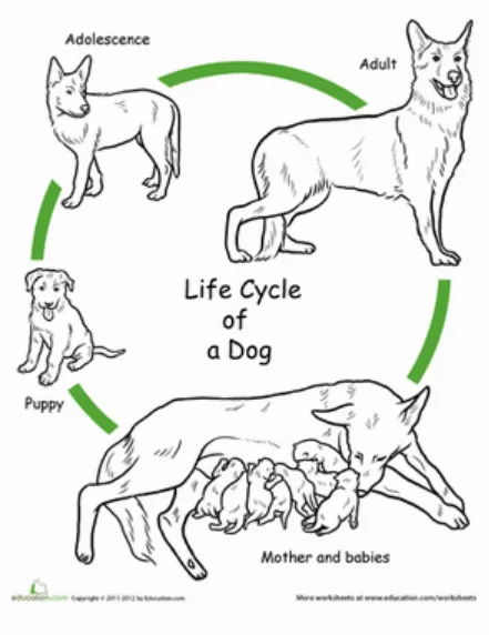 Life Cycle of a Dog