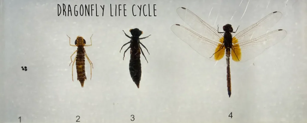 Life Cycle of a Dragonfly
