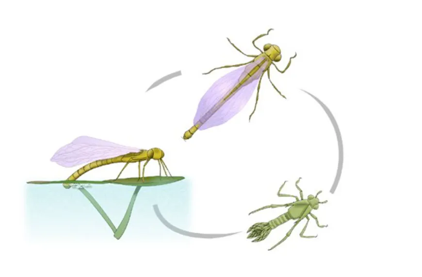 Life Cycle of a Dragonfly: Complete Stages, Larvae, Reproduction, Meaning, and Ecological Importance