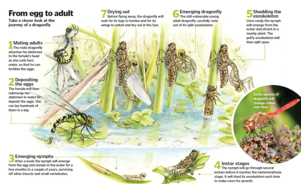 Life Cycle of a Dragonfly