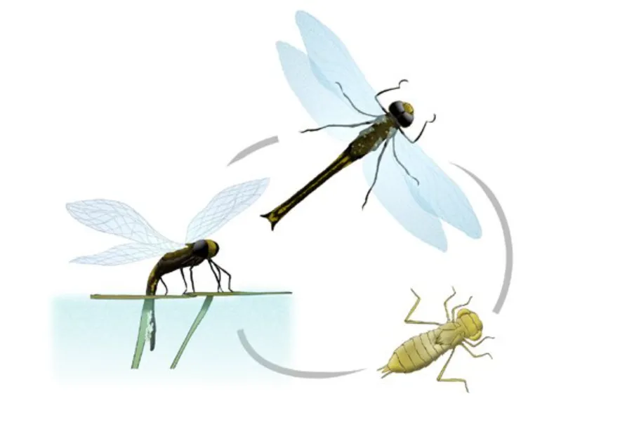 Life Cycle of a Dragonfly