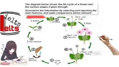 Life Cycle of a Flower