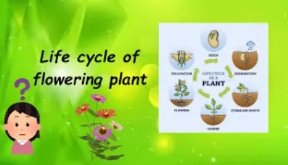 Life Cycle of a Flower