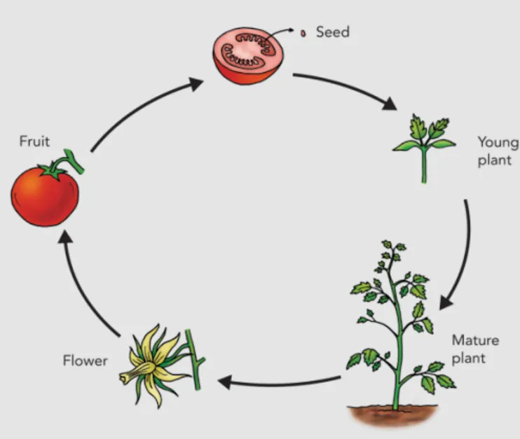 Life Cycle of a Flower: Complete Guide from Seed to Bloom, Fruit, and New Seeds
