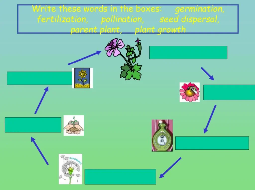 Life Cycle of a Flower