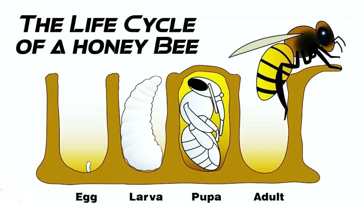 Life Cycle of a Honey Bee