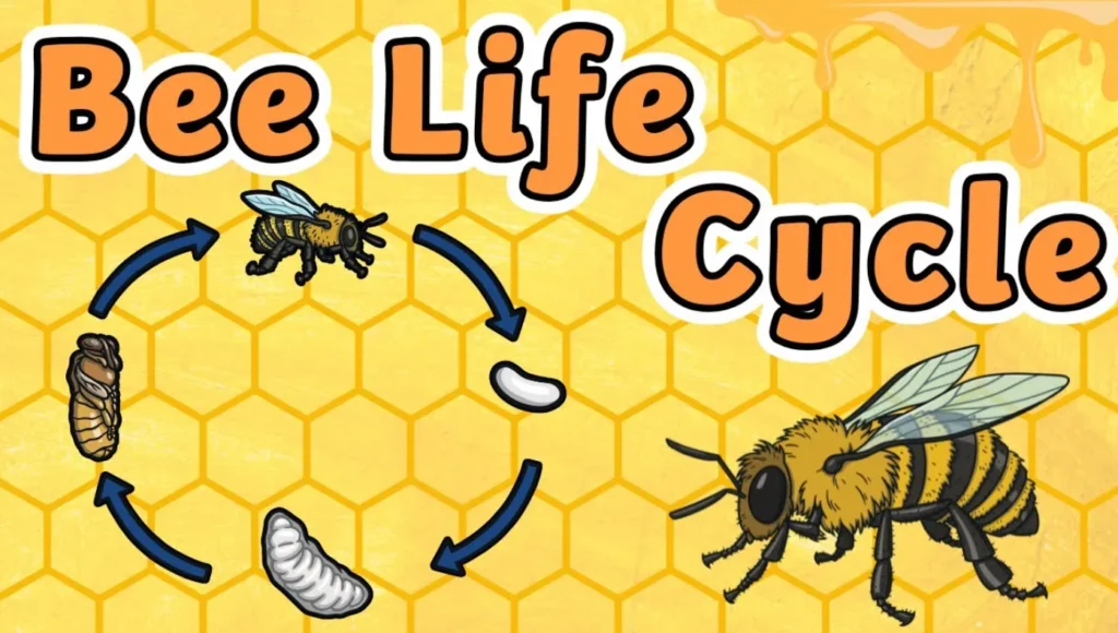 Life Cycle of a Honey Bee