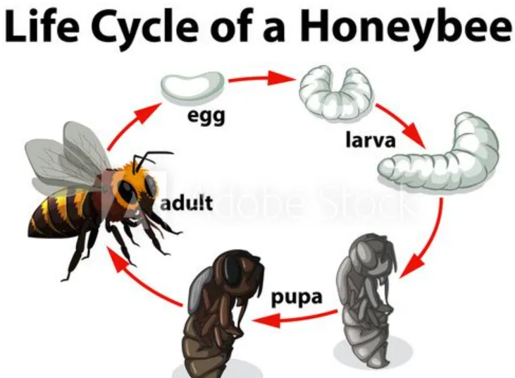 Life Cycle of a Honey Bee