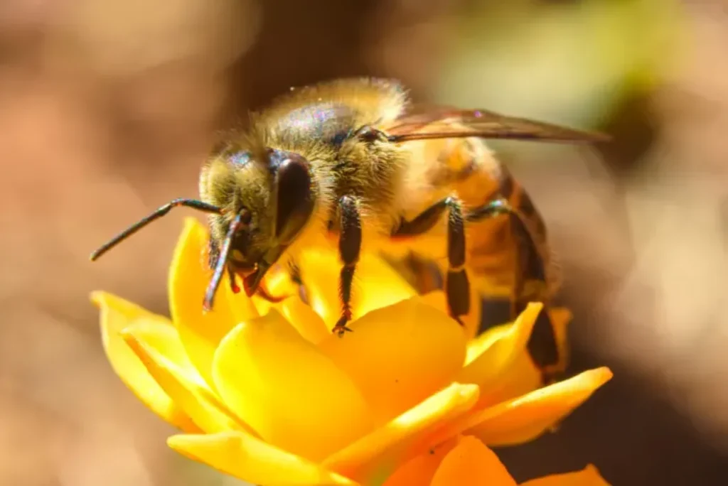Life Cycle of a Honey Bee
