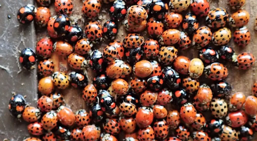 Life Cycle of a Ladybird