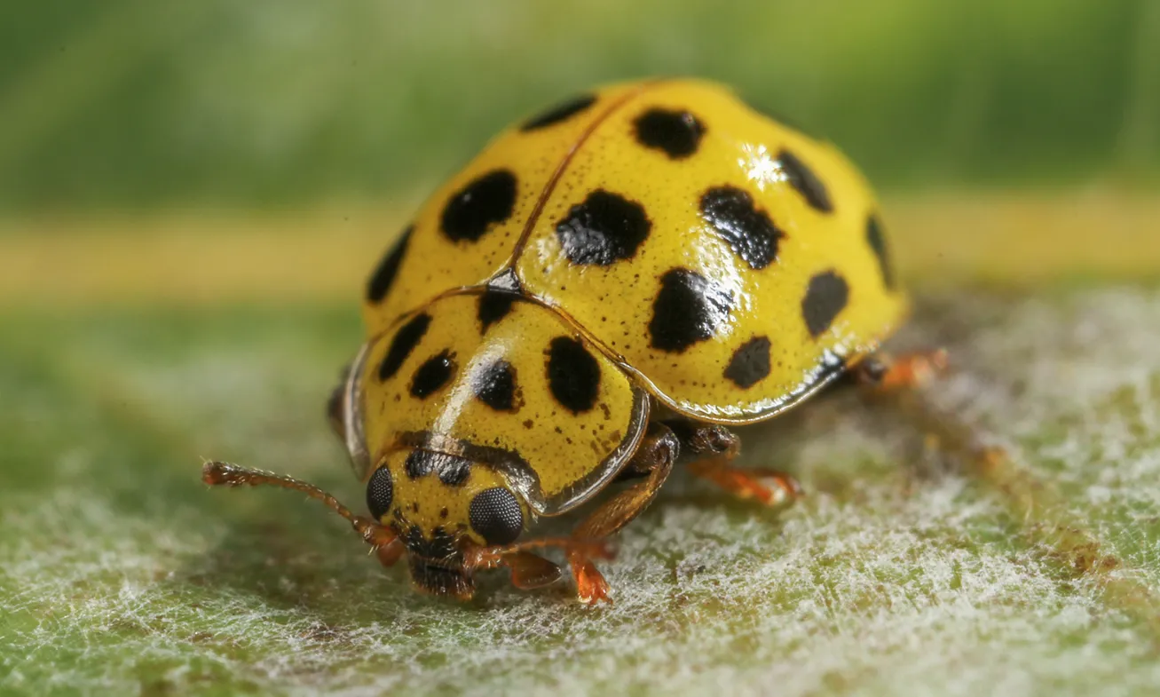 Life Cycle of a Ladybird: Understanding the Fascinating Journey of These Beneficial Bugs
