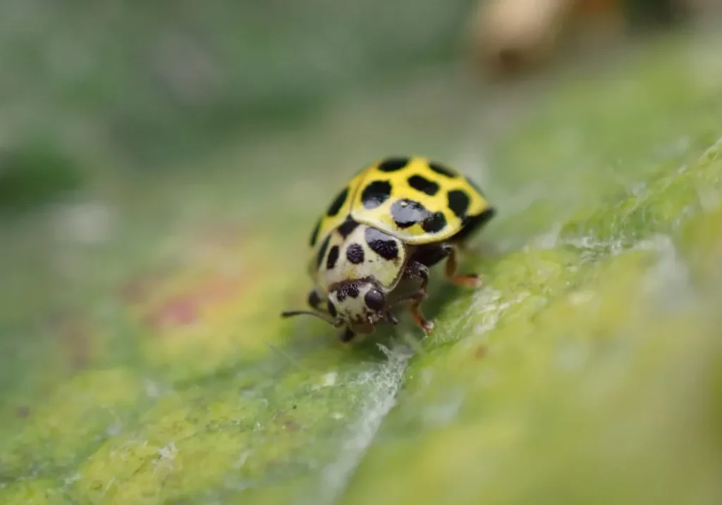 Life Cycle of a Ladybird