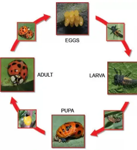 Life Cycle of a Ladybird