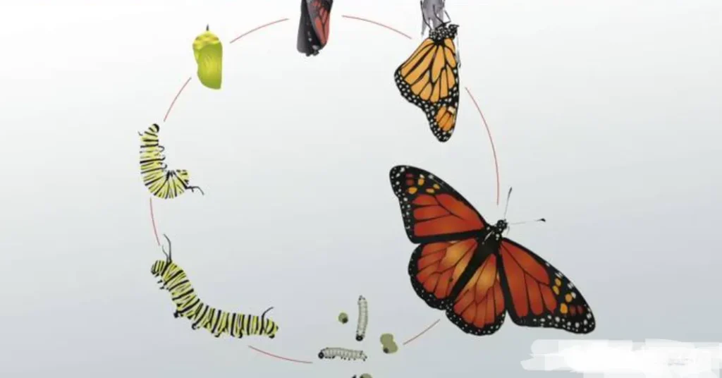 Life Cycle of a Moth